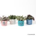Houseplants MIX