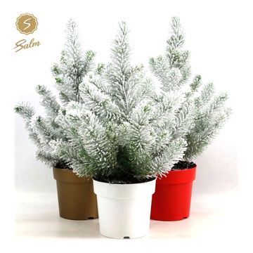 Pinus pinea 'Silver Crest'