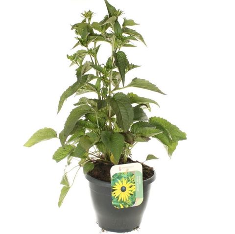 Rudbeckia fulgida 'Goldsturm'