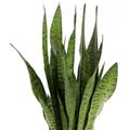 Sansevieria zeylanica