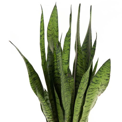Sansevieria zeylanica (Ammerlaan, The Green Innovater)