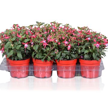 Fuchsia BELLA FUCHSIA NIKITA