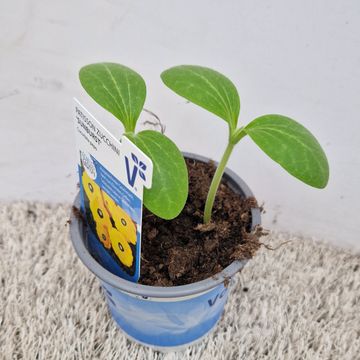 Cucurbita pepo 'Sunburst'