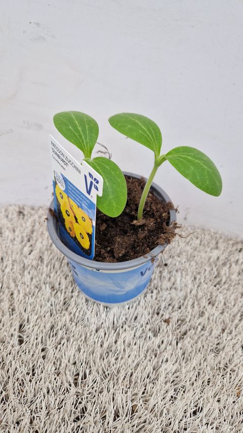 Cucurbita pepo 'Sunburst'