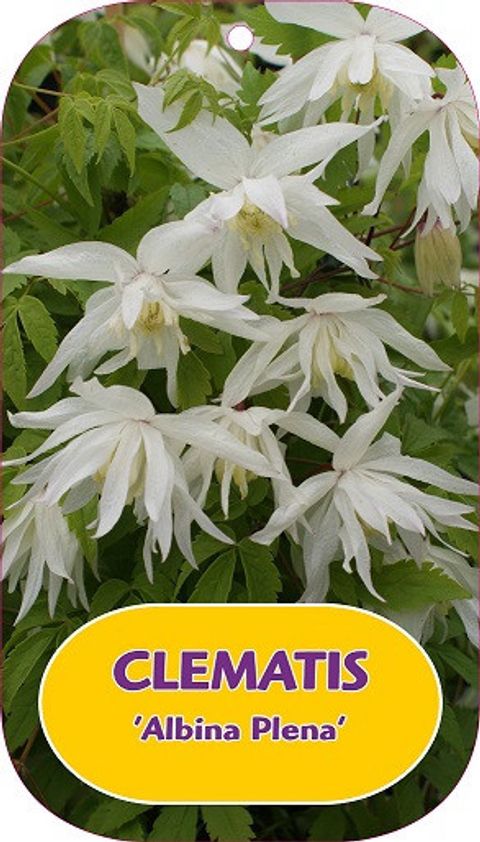 Clematis 'Albina Plena' (A)