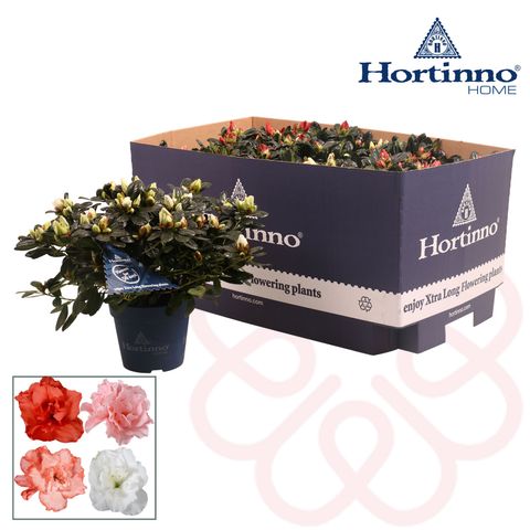 Rhododendron HORTINNO MIX