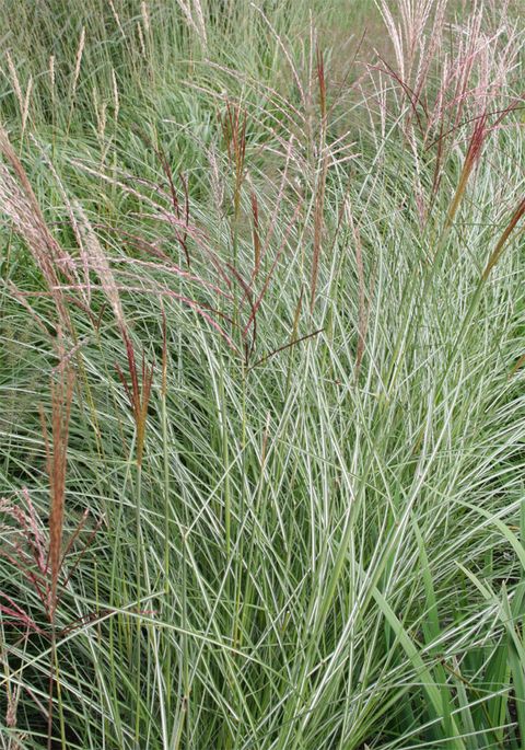 Miscanthus sinensis 'Gracillimus'