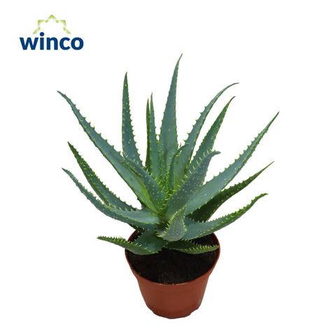 Aloe arborescens