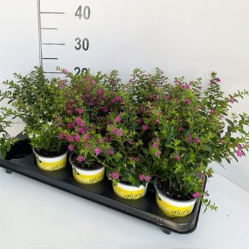 Cuphea hyssopifolia FLORIGLORY MIX