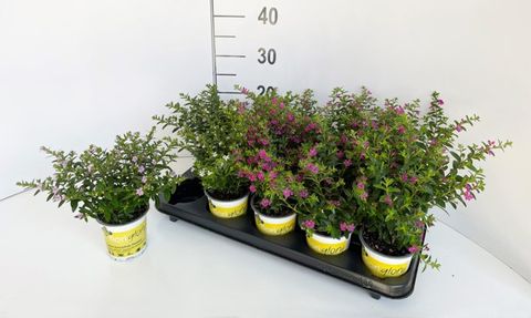 Cuphea hyssopifolia FLORIGLORY MIX