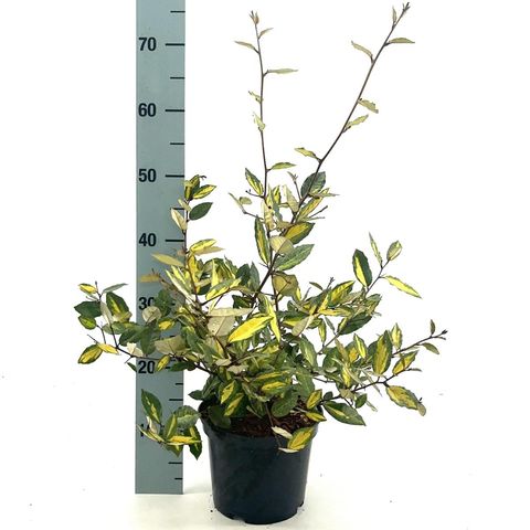 Elaeagnus pungens 'Maculata'