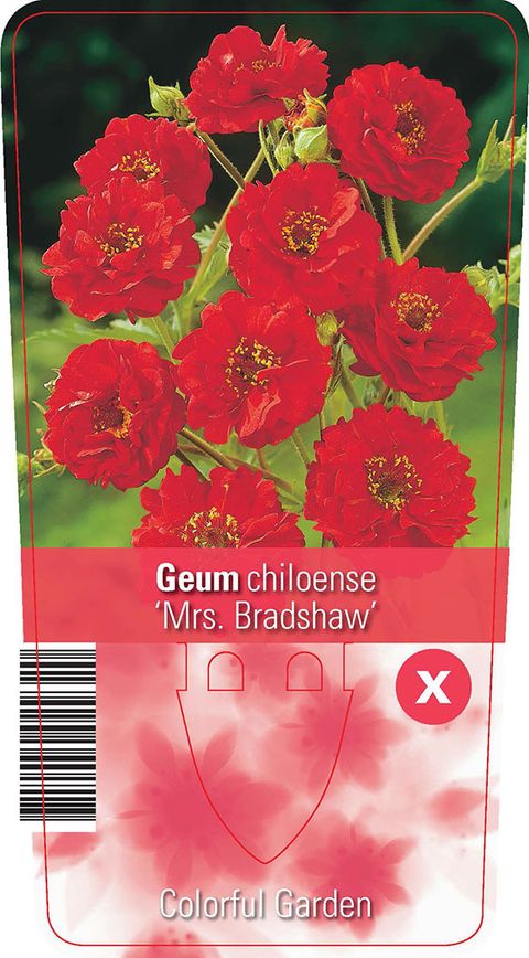 Geum chiloense 'Mrs Bradshaw'