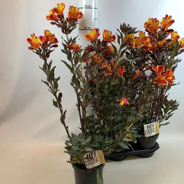 Alstroemeria INDIAN SUMMER