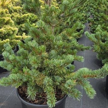 Pinus parviflora 'Shizukagoten'