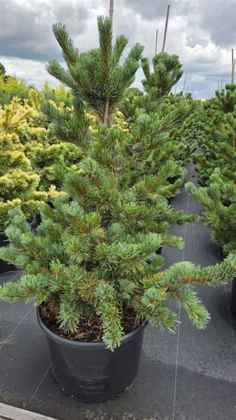 Pinus parviflora 'Shizukagoten'