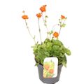 Geum coccineum 'Tosai'