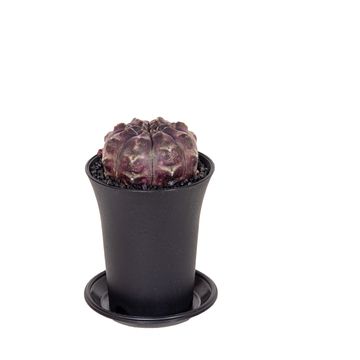 Gymnocalycium SIAM ANSU DAYDREAM