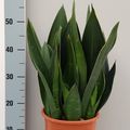 Sansevieria 'Dark Diamond'