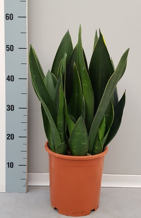 Sansevieria 'Dark Diamond'