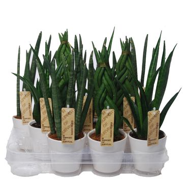 Sansevieria MIX
