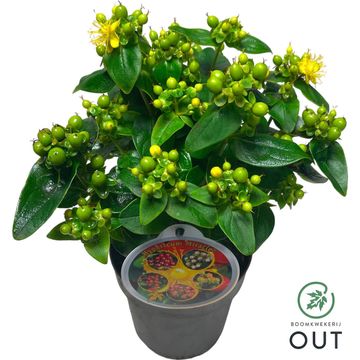Hypericum MIRACLE PISTACHE
