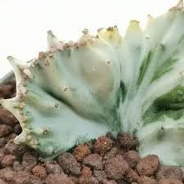 Euphorbia lactea 'White Ghost'