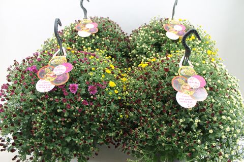 Chrysanthemum SKYFALL MIX IN POT