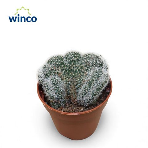 Lobivia densispina cristata