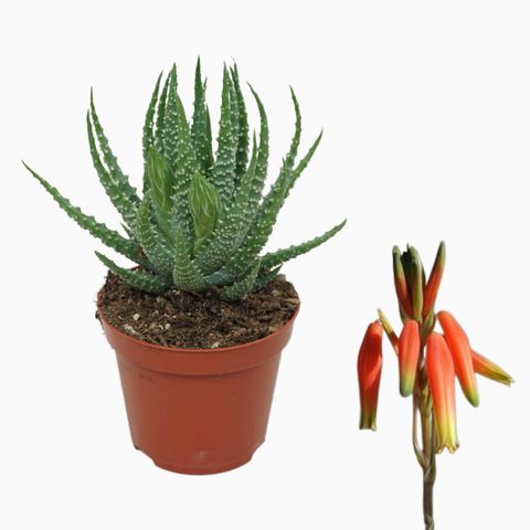 Aloe humilis