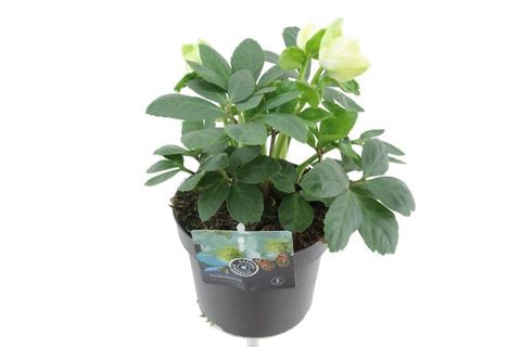 Helleborus niger 'Advent Star'