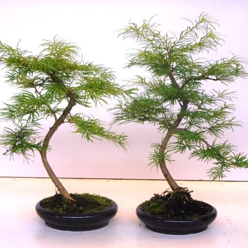 Pseudolarix amabilis