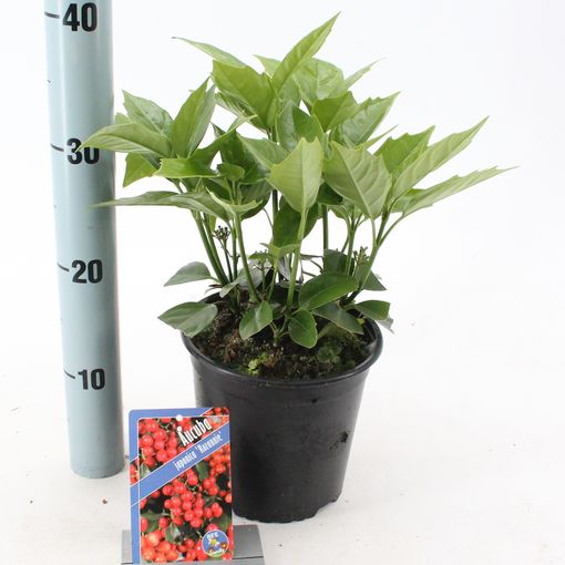 Aucuba japonica 'Rozannie' (About Plants Zundert BV)