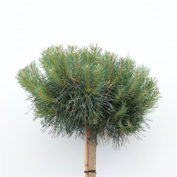 Pinus sylvestris 'Martham'
