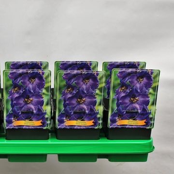 Delphinium 'Black Knight'