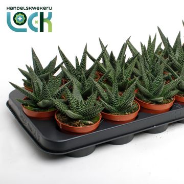 x Gasterhaworthia 'Royal Highness'