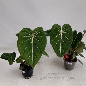 Philodendron gloriosum DARK FORM