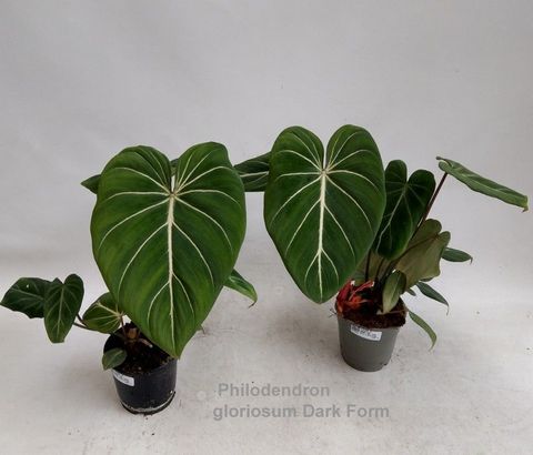 Philodendron gloriosum DARK FORM