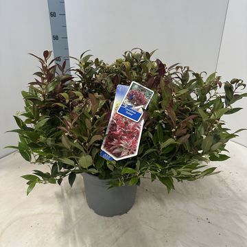 Leucothoe 'Zeblid'