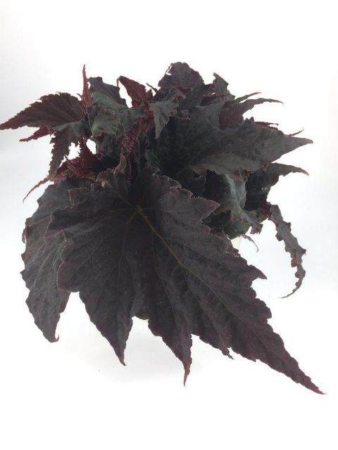 Begonia 'Royal Velour'