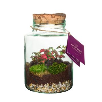 Järjestelyt Terrarium