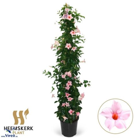 Mandevilla SUNDAVILLE CREAM PINK