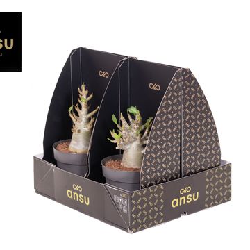 Adenium obesum ANSU BAOBAB