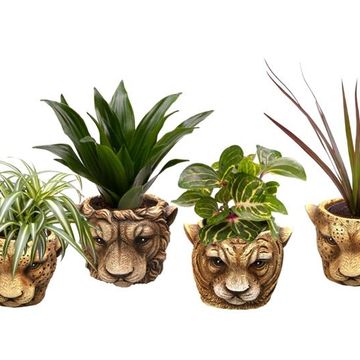 Plantes d'interieur MIX