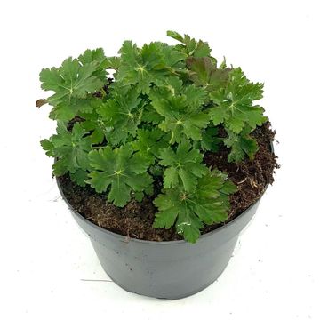 Geranium macrorrhizum 'Ingwersen's Variety'