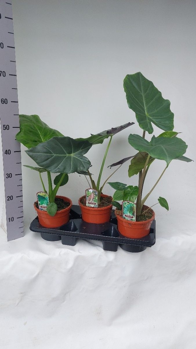 Graines D'Alocasia - Lot De 50 Graines Fraîches Pour Cultiver Des Plantes D'intérieur Tropicales - 10