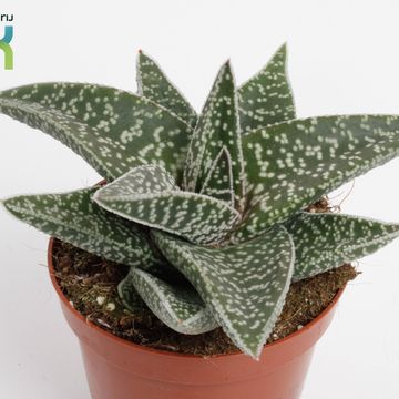 x Gasteraloe 'Aveo'