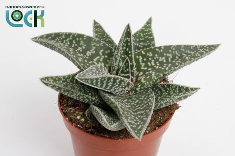 x Gasteraloe 'Aveo'