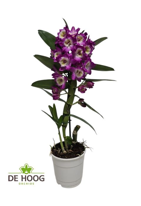 Dendrobium nobile BOUQUET PURPLE RAIN