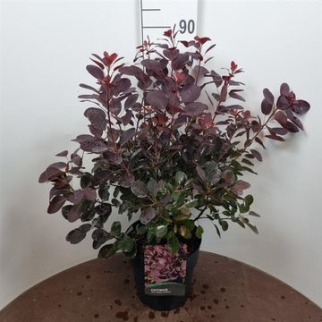 Cotinus coggygria 'Royal Purple'