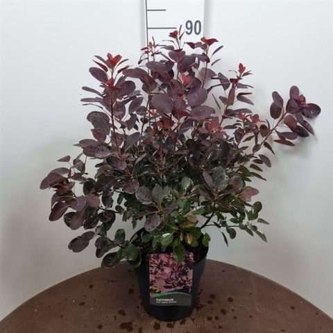 Cotinus coggygria 'Royal Purple'
